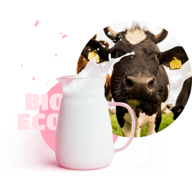 picture of cow and jug of milk